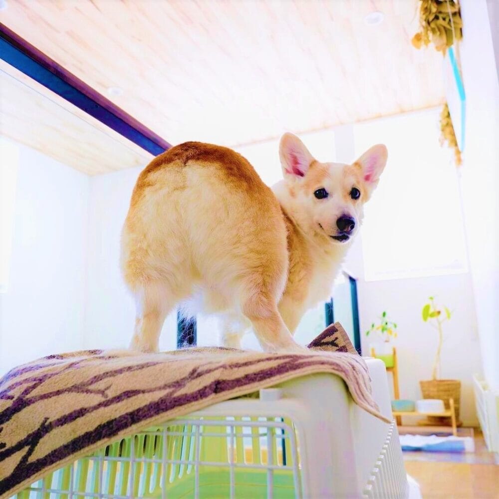 超かわいいコーギー犬と家族の物語 Youtubeチャンネル コーギー犬ノエさん 大特集 北海道 田舎暮らしの本 Web 宝島社の田舎暮らしの本の公式webサイト